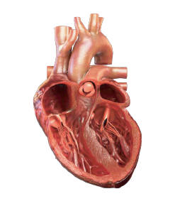 Cardiac remodeling healthy heart