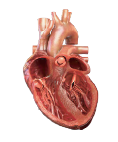 Cardiac remodeling healthy heart