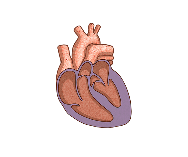 HFpEF Heart